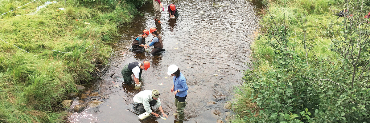 Un groupe d'étudiants sont debouts dans une rivière et prennent des échantillons.